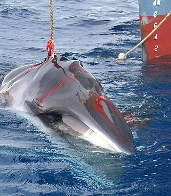  Norway and Japan agreeing to slaughter fewer whales in fewer places.