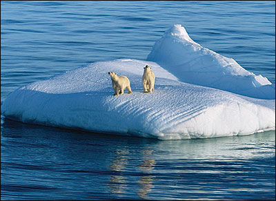 Global Warming threatens polar bears