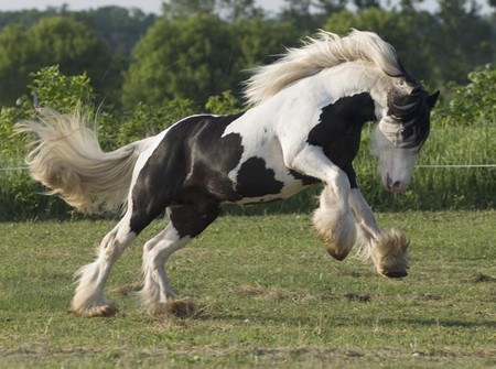 happy-horse.jpg