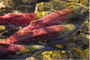 salmon-snake-river-photo