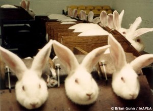 rabbits-cosmetic-test