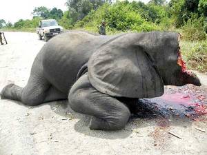 victim-of-elephant-poaching