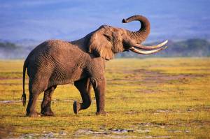 Photography-Elephant-Wallpapers
