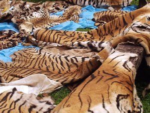 poaching-tiger pelts