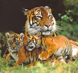 Siberian Tiger family