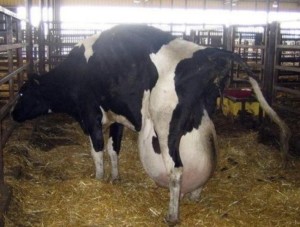 dairy-cow-giant-udder-