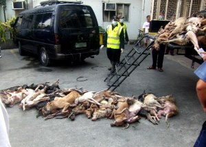 Pile of dead dogs